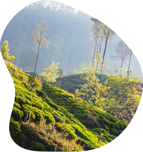Coffee farm